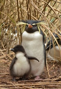 Northern Rockhopper penguin with chick on Nightingale Island. Photo by Antje Steinfurth