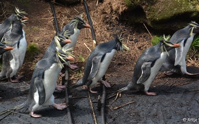 Northern Rockhopper penguins on Nightingale Island crossing the microchip reader. Photo by Antje Steinfurth