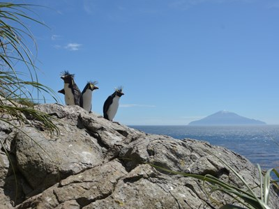 Northern Rockhopper penguins on Nightingale Island with Tristan da Cunha in the distance.  Photo by Antje Steinfurth